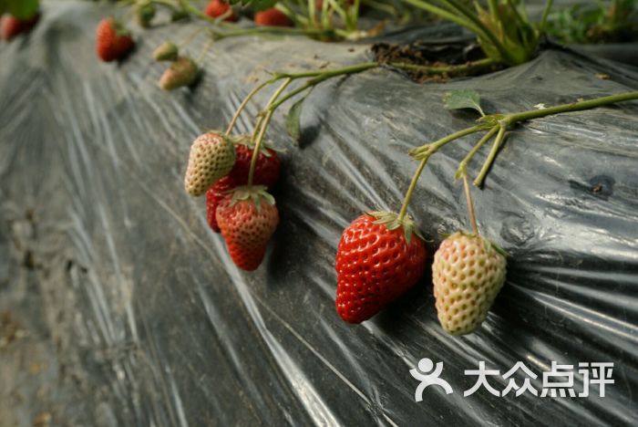 旺旺草莓采摘园图片 - 第1张