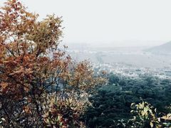 -树山生态村