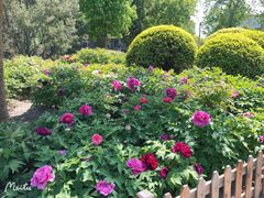 -莲花池公园