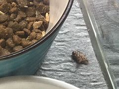 -吉丁鸟咖·异宠·寄养