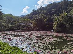 -野象谷景区