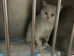 -安安宠医·安宠宠物医院