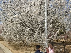 -北京鹫峰国家森林公园