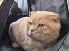 -伟伟宠物医院·瑞派猫友好医院·猫科(光谷店)