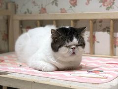 -猫小院猫主题餐厅(三里屯店)