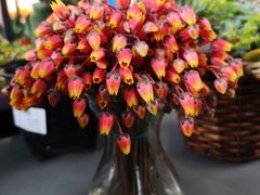 -南通洲际绿博园