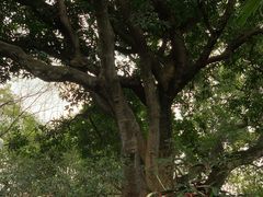 -九龙公园