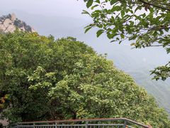 -六里坪国家森林公园