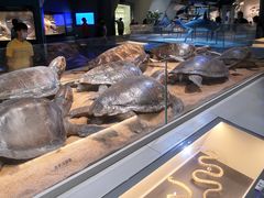 -贝林大翅鲸简餐厅(国家海洋博物馆店)