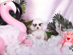-超宠爱宠物摄影-Super pet