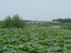 -大湾区中央湿地公园