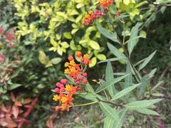 -广西壮族自治区药用植物园