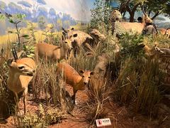 -陕西自然博物馆