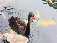 -湖鲜楼