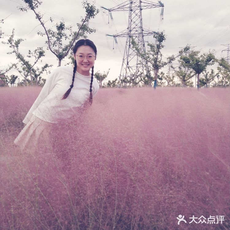 粉黛乱子草
