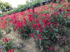 -广东花都香草世界旅游度假区