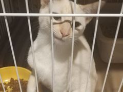 -猫色咖啡·猫咖