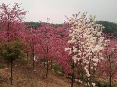 -绵阳盛世樱花悠乐谷