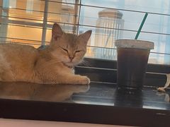 -楼上猫咖(罗湖店)