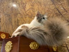 -more than meow吴止猫主题餐厅(承德 中船汇店)