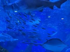 -海合安成都极地海洋公园
