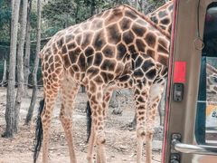 -清迈夜间动物园