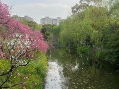 -南汇桃花村