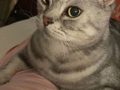 -客栈猫舍(中央北路店)