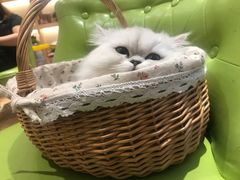 -Pets First伊珊娜洗护·精致美容·家庭式寄养(新会路店)