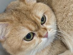 -芭比堂动物医院·CT·微创中心(新顺分院)