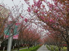 -高东镇樱花园