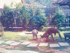 -大连森林动物园