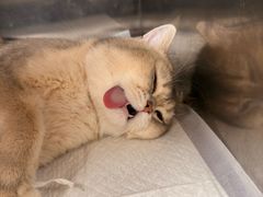 -宠颐生猫科·内科皮肤科(西平世纪城店)