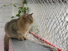 -喵屿·大理花园猫咖