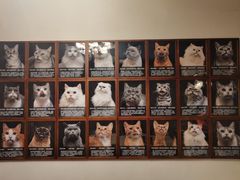 -猫猫幼稚园·撸猫·桌游·电玩