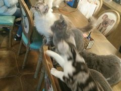-共舞时光猫咖·狗咖(新街口店)