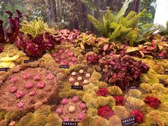 -中国科学院西双版纳热带植物园