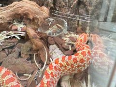 -青石桥花鸟鱼虫市场(叠翠城店)