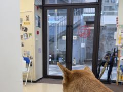 -爱妮康宠物医院·干细胞免疫细胞·肿瘤·心脏(张江店)