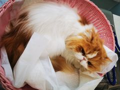 -纳吉亚猫专科动物医院·北北分院