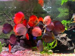 -上海海洋水族馆