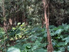 -番禺大夫山森林公园