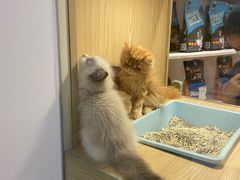 -屋虎猫馆(宝安大仟里店)