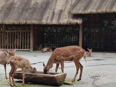 -金沙遗址博物馆