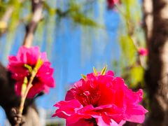 -元大都城垣遗址公园