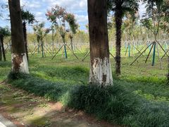 -黄海国家森林公园