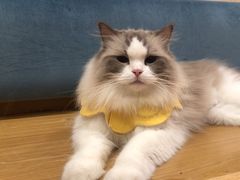 -滚猫咖啡·猫咖·猫友好撸猫(未来城店)