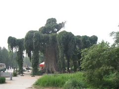 -石家庄市植物园