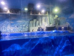 -石家庄极地海洋世界