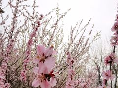 -桃花堤公园